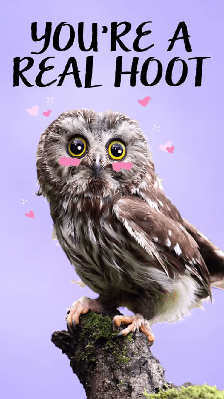 owl.PNG